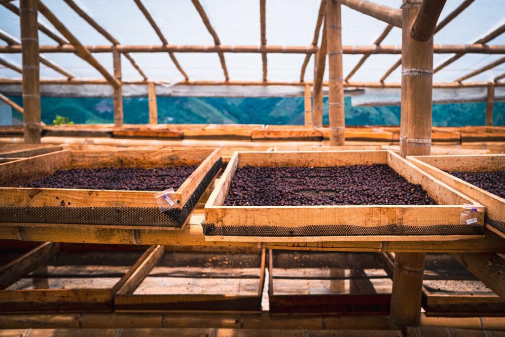 A Coffee cherry drying bed