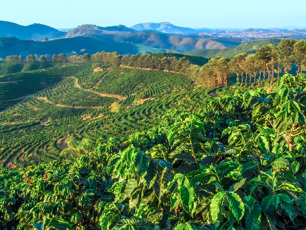 Coffee plants growing across a lush hillside coffee farm in Brazil, surrounded by rolling green mountains.