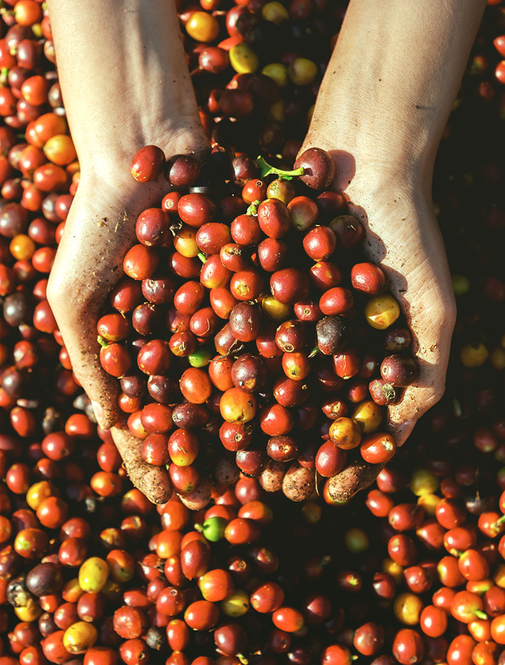 Hands holding freshly harvested red coffee cherries after picking.