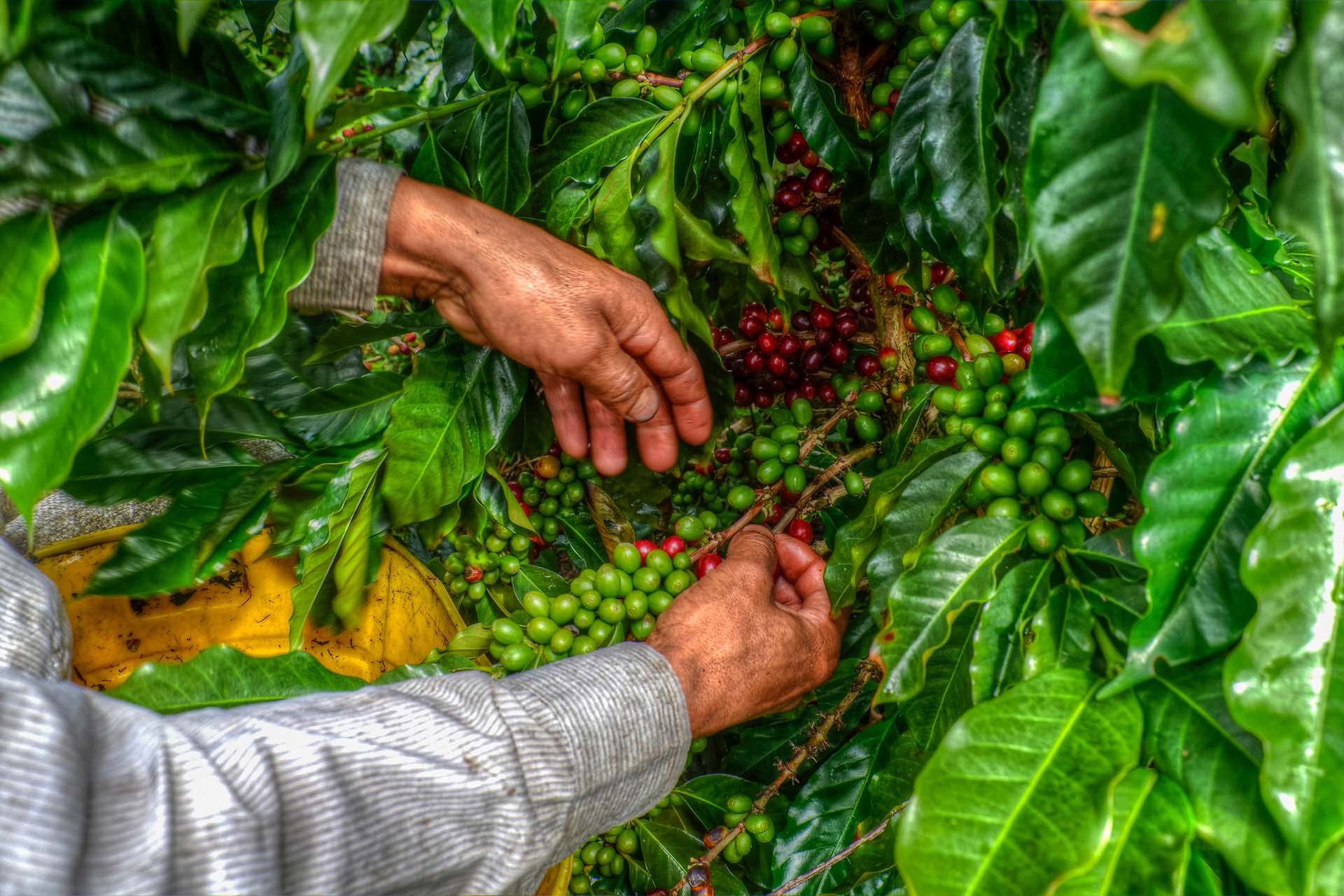 What Is Specialty Coffee?