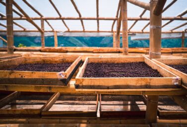 A Coffee cherry drying bed